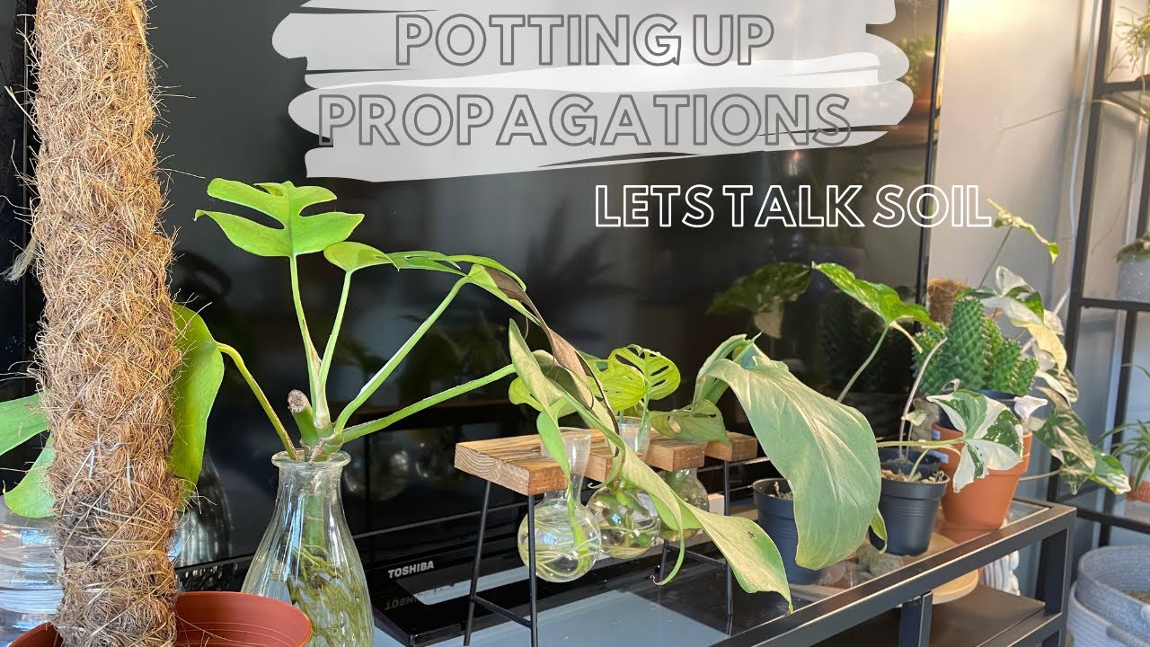 POTTING UP PROPAGATIONS: Talking soil, and potting up tips.
