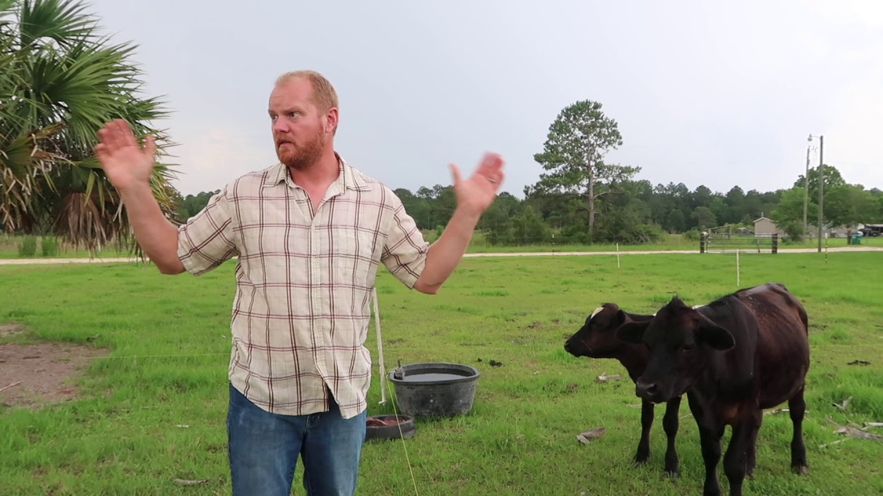 Intensive Rotational Grazing in ACTION for grass fed beef