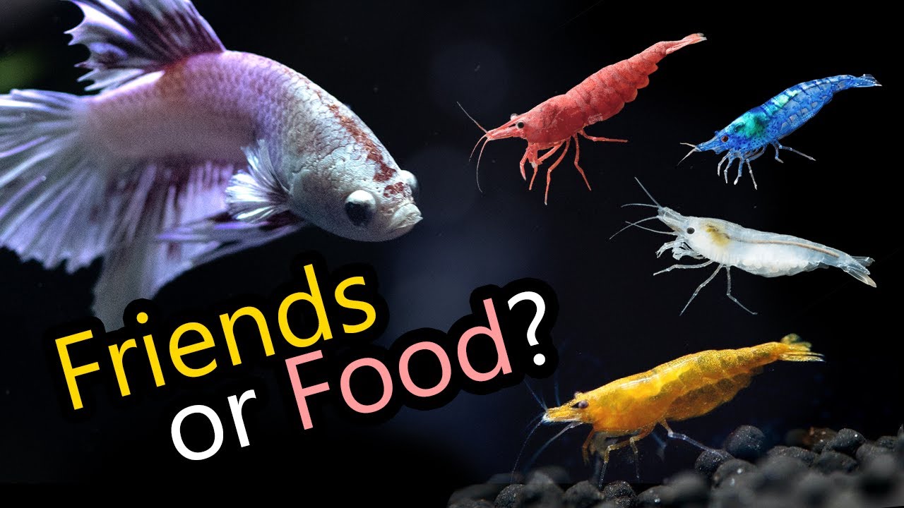 Могут ли бойцовые рыбки уживаться с креветками? 🦐 Будут ли бойцовые рыбки есть креветки?