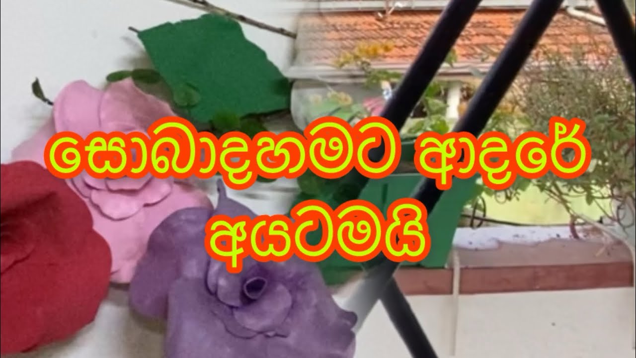 මගේ නිවසේ පිටුපස හිටවපු පැල 🍀☘️ කොළ හැලෙන නිසාද ගස් හිටවන්නේ නැත්තේ ඔයා 😌