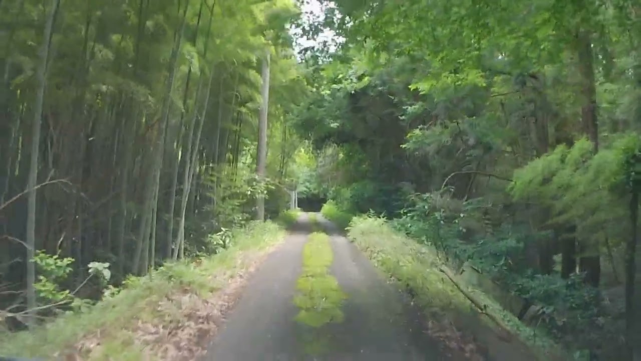 【森林浴ドライブ】千葉県芝山町小池【車載動画】
