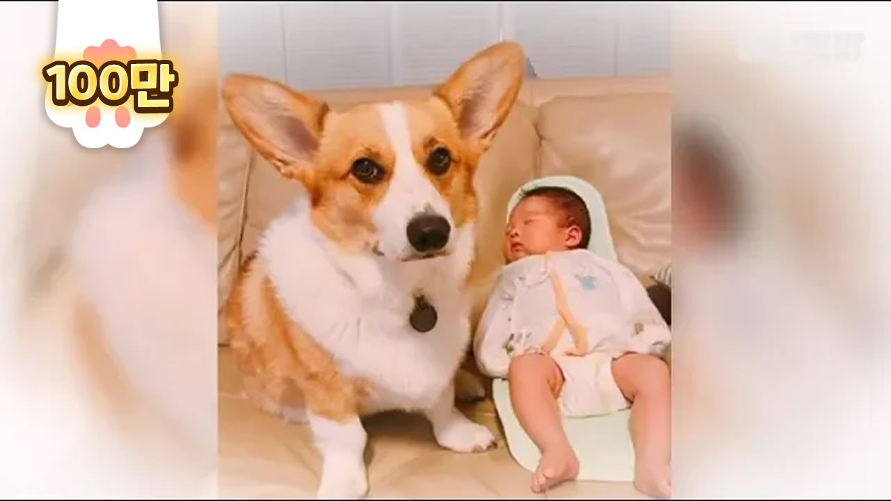 Мама! Вы уверены, что мой брат - вельш-корги? EP2