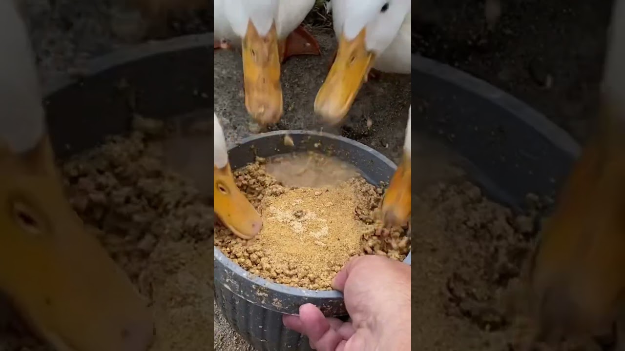 Did you know baby ducklings need a special diet??? #shorts