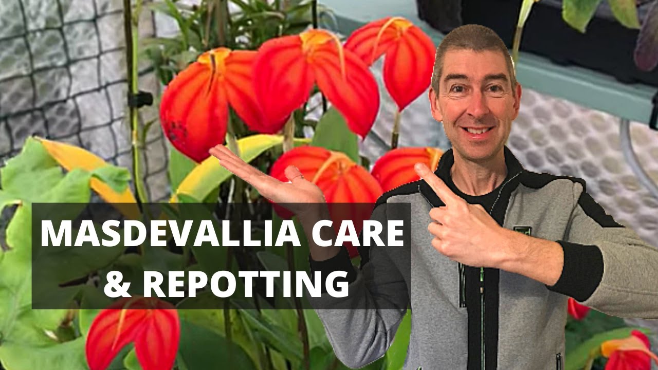 MASDEVALLIA CARE 101 AND REPOTTING