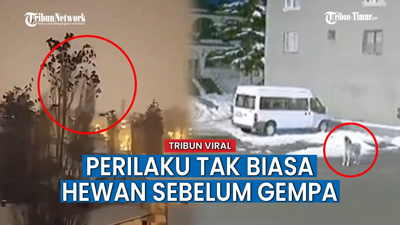 Viral Video Perilaku Burung dan Lolongan Anjing Sebelum Gempa Turki