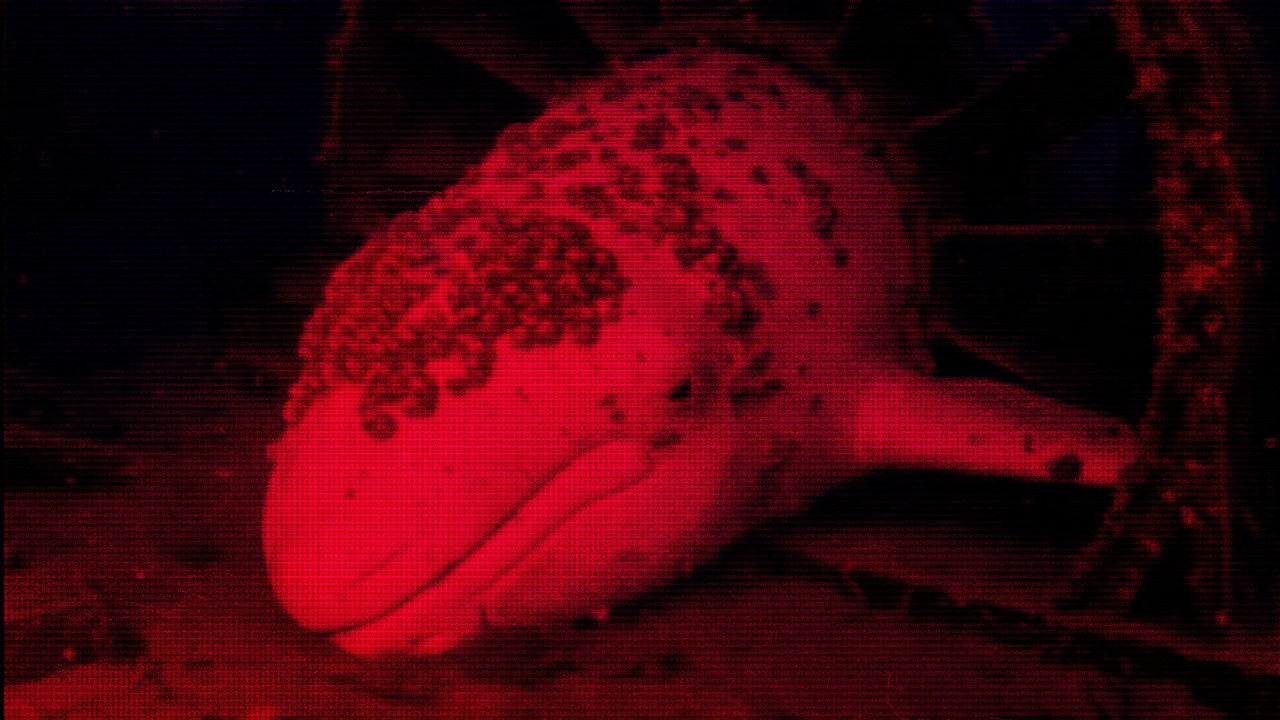 4chan's Most Disturbing Deep Sea Stories