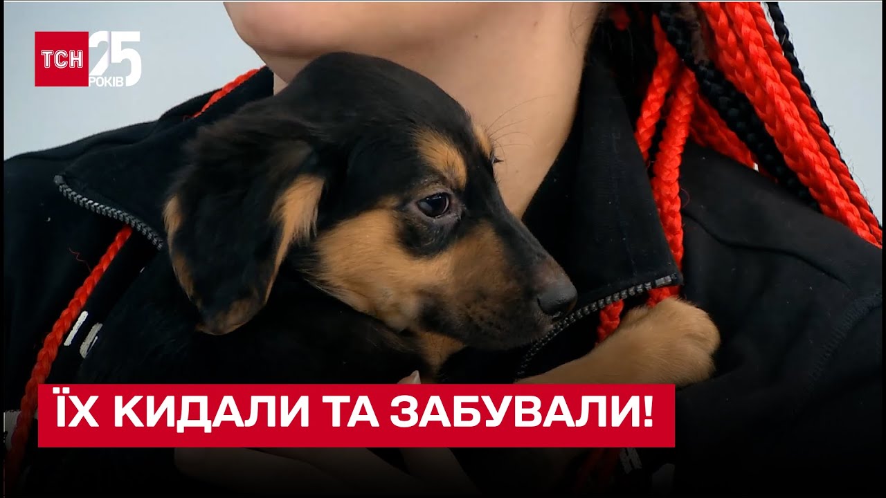 💔😭 Их бросали и забывали! Что самое страшное для животных и как их спасти во время войны – ТСН