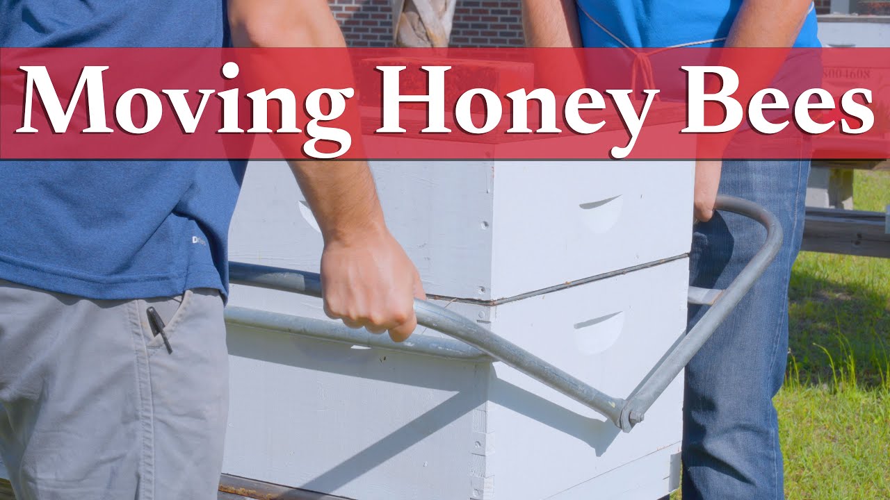 Moving Honey Bees | Beekeeping Academy | Ep. 39