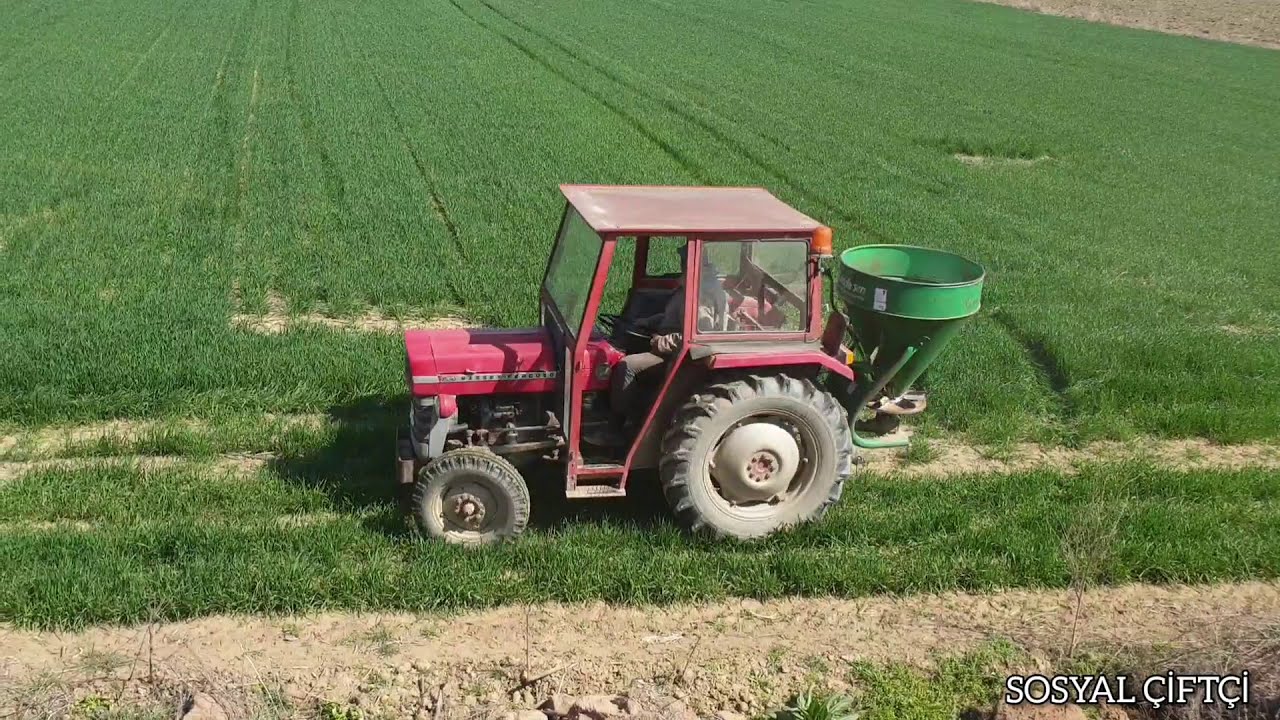 Buğdaylara 2. Gübrenin atılması. - SOSYAL ÇİFTÇİ