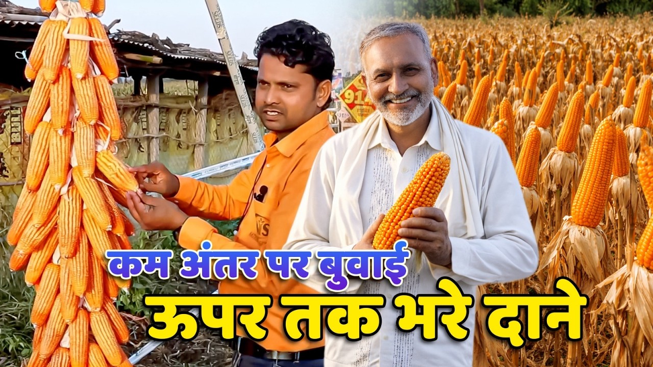 बैतूल के मक्का की पैदावार 30–35 क्विंटल! आखिर अलग क्यों है 9140?