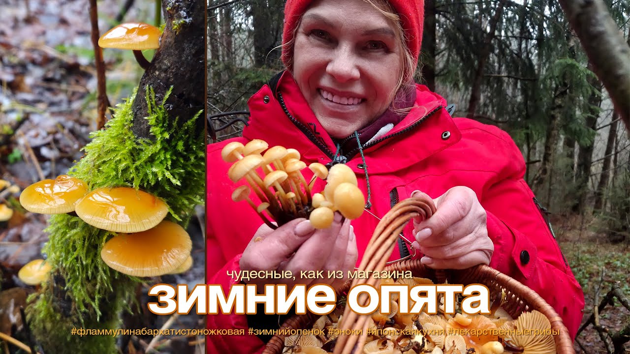 Чудесные ЗИМНИЕ ОПЯТА!!! Дикие ЭНОКИ!