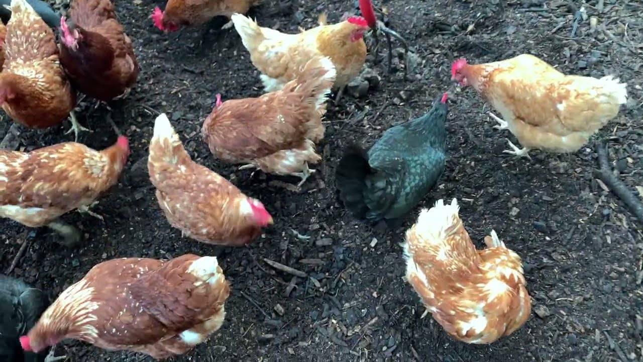 Chicken Compost System - Summer Update!