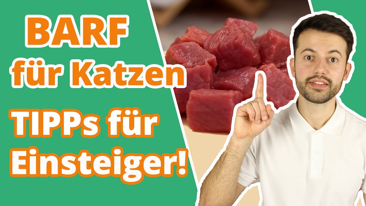 BARF für Katzen - TIPPs für den richtigen Einstieg