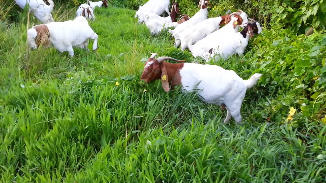 Boer goat 100% :  Mes boers en plein air