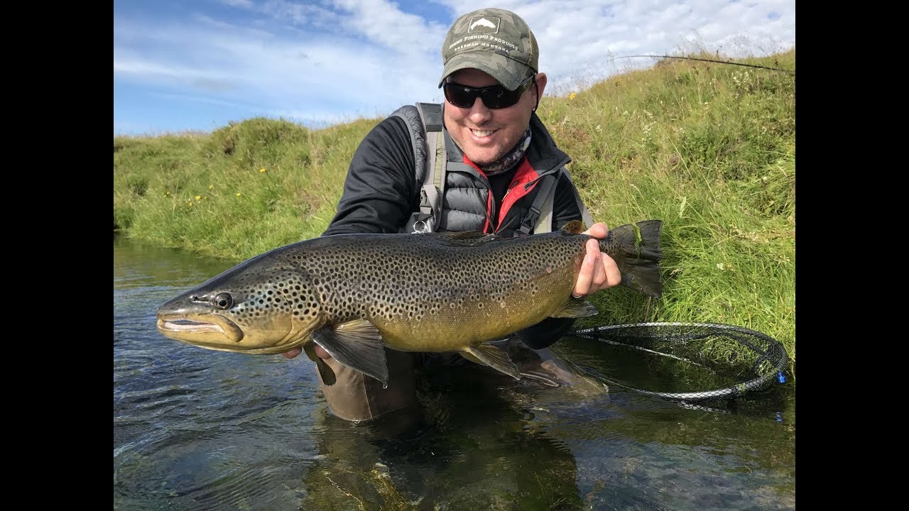 Fishing Minnivallalaekur River, Iceland. Catching huge, wild brown trout on dry fly.
