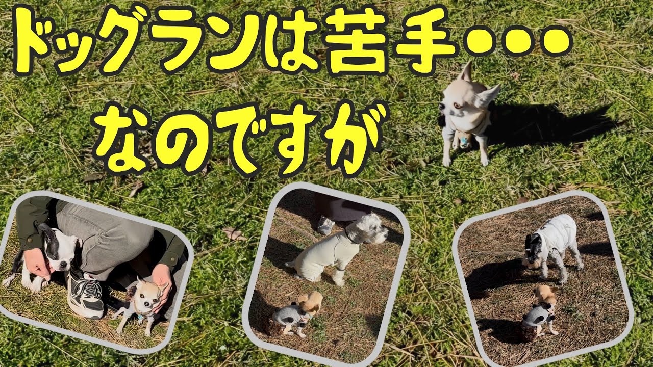 ドッグラン嫌いなスムースチワワのパピコさんが初めて取った驚きの行動とは？
