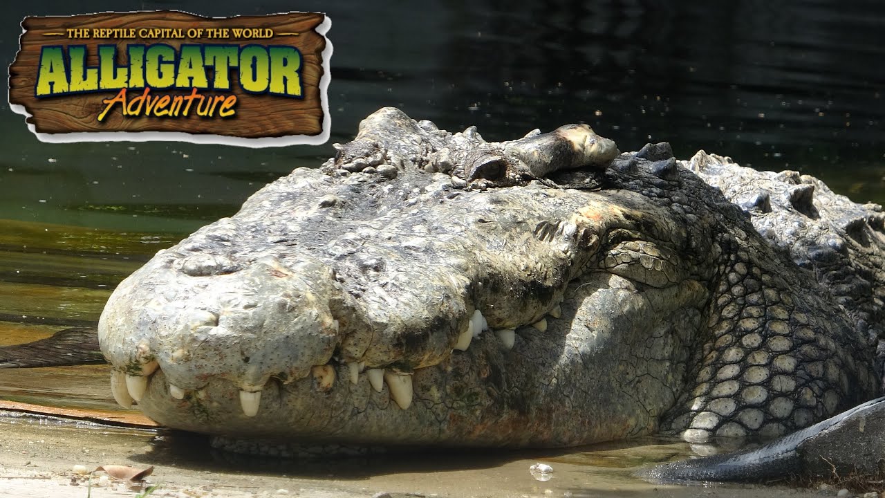 Alligator Adventure (Myrtle Beach) Tour & Review with The Legend