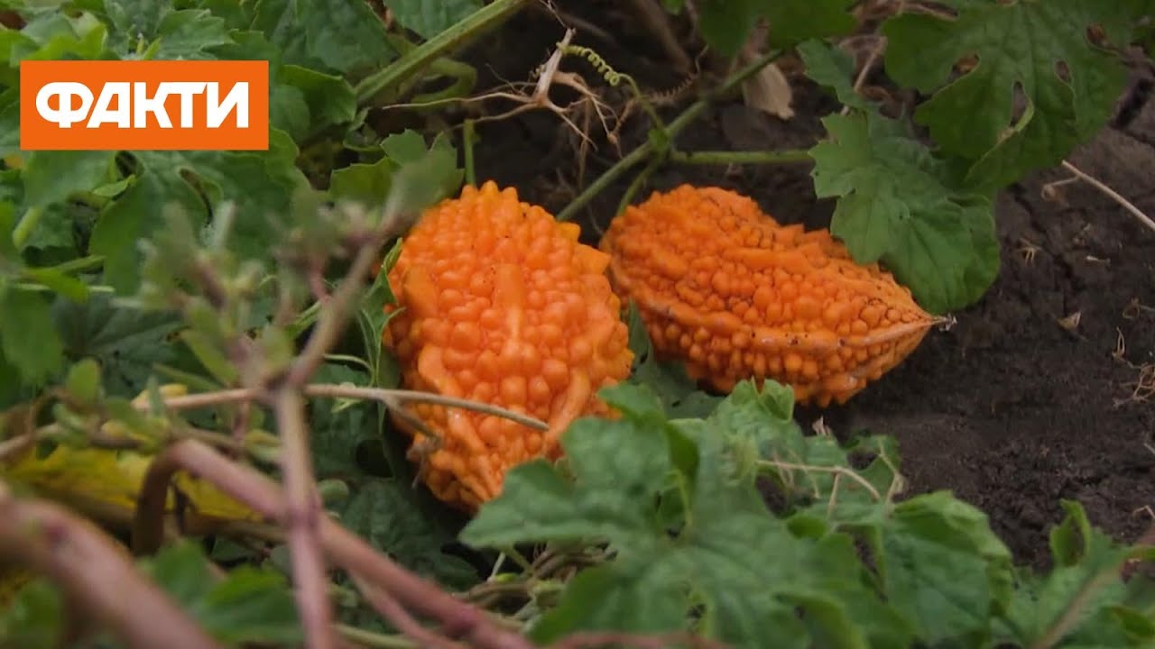 80 сортов инжира, маракуйя и момордика: как харьковчанин выращивает экзотику на огороде