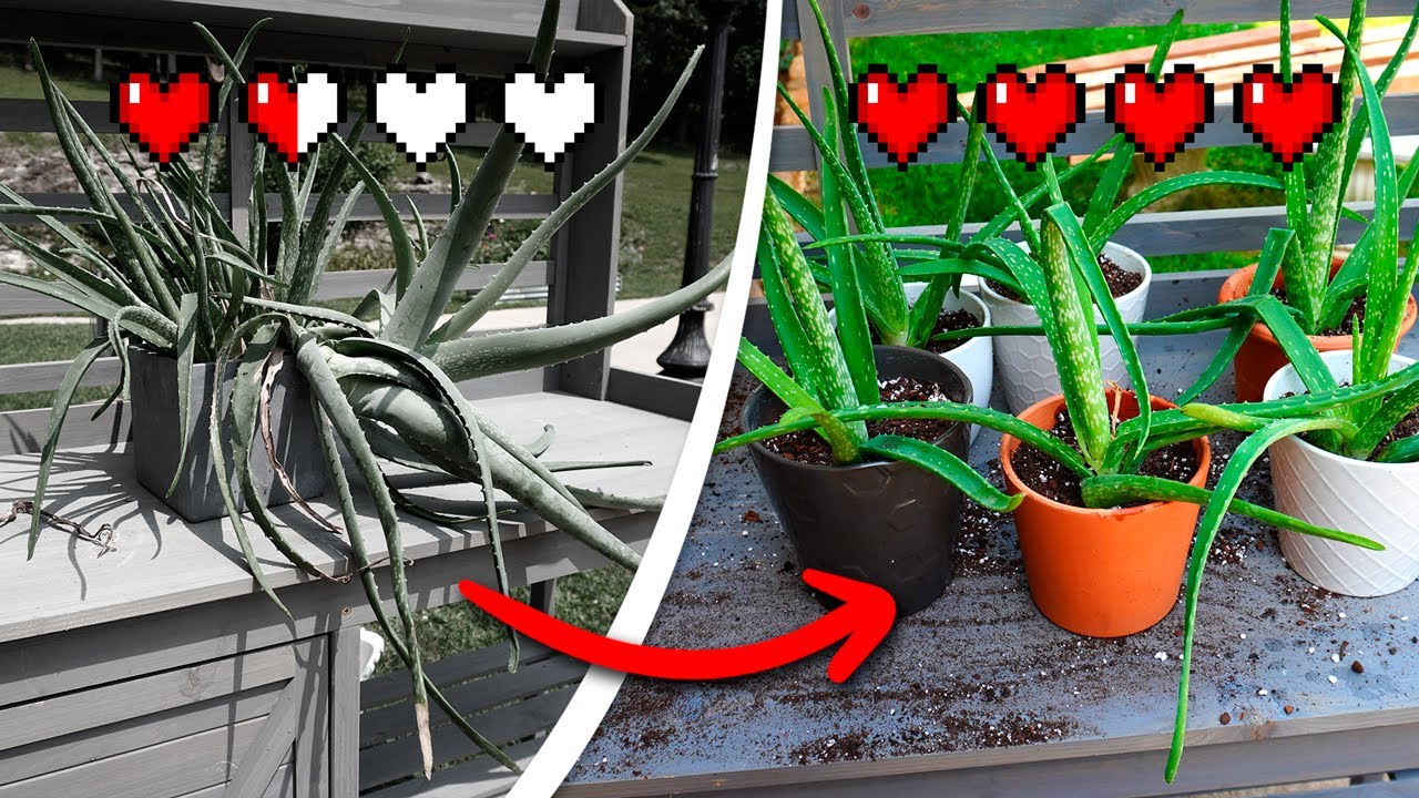 Repotting Aloe Plants Made Easy: Simple Tips for a Healthy Aloe