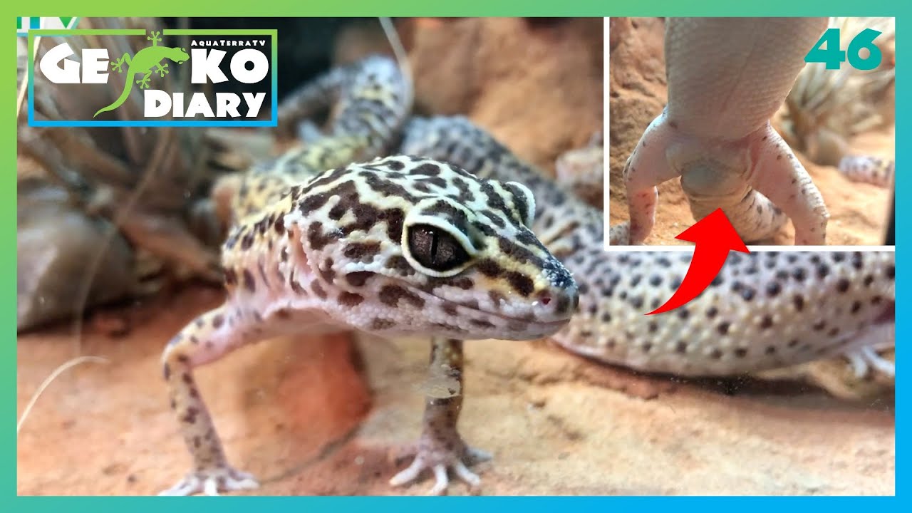 🦎Geschlecht unterscheiden - Leopardgeckos |#46| GeckoTagebuch
