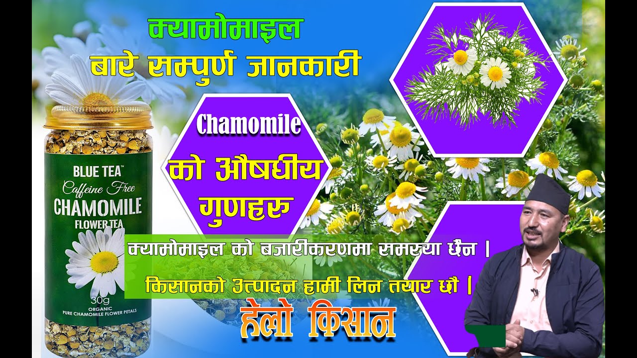 क्यामोमाइल चियाको फाइदाहरु के कस्ता छन् ? Advantages of Chamomile Tea || Hello Kisan