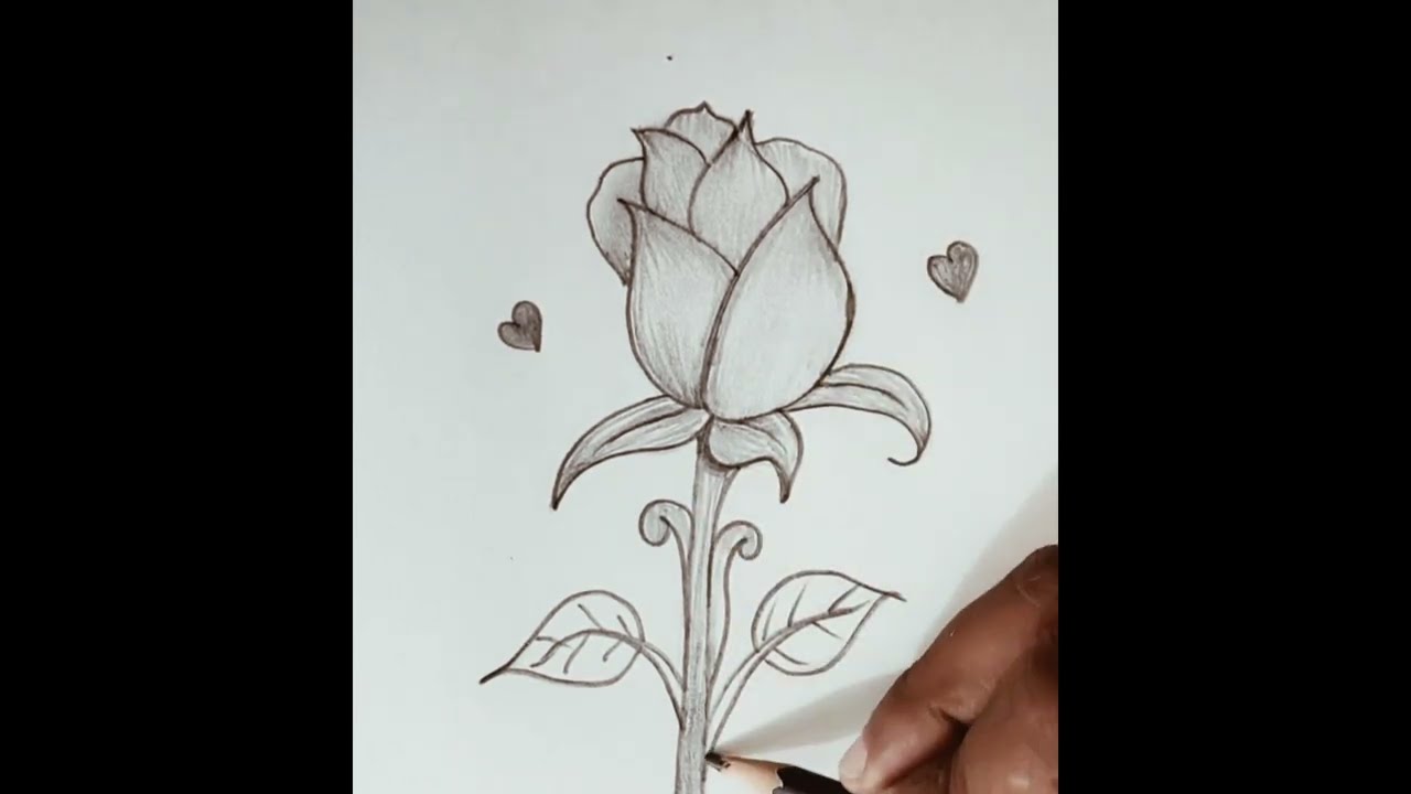Rose sketch drawing/ Easy flower pencil sketch drawing/ Nature pencil sketch for beginner 