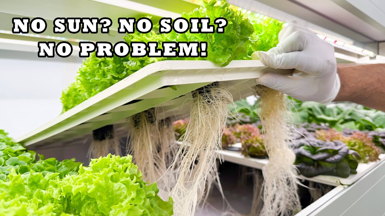 Growing Without Sun & Soil? FULL Container Aeroponics System Explained #smartfarming #aeroponics