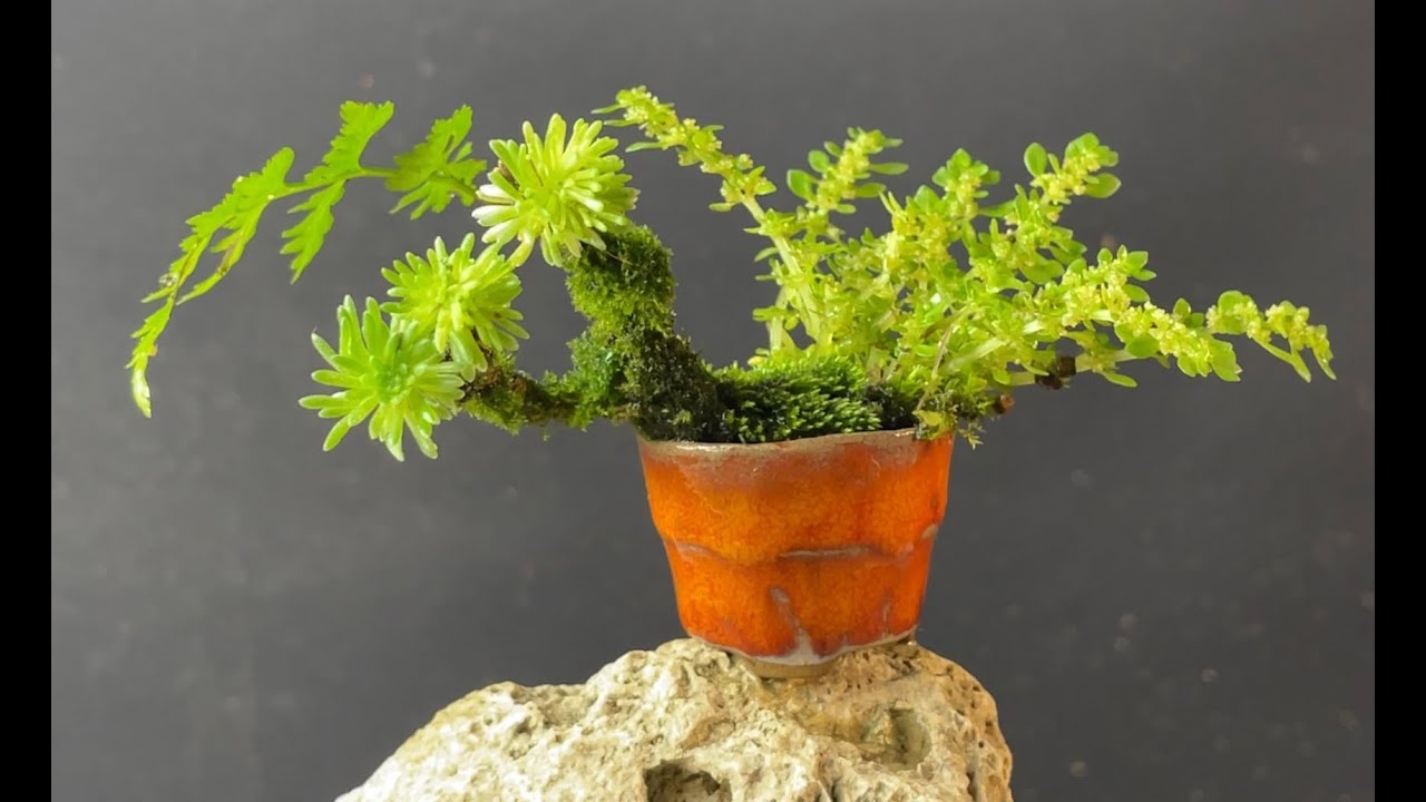 CÓMO HACER UNA MINI PLANTA DE ACENTO