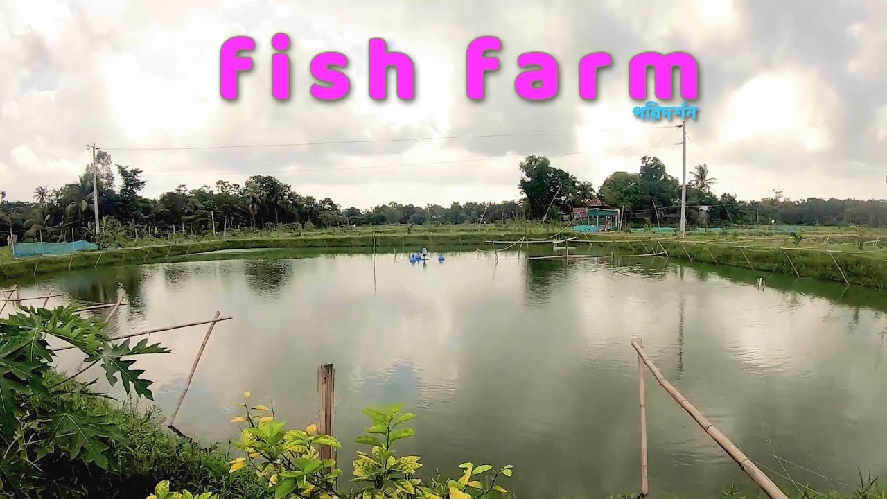 Biofloc fish farm | বায়োফ্লক মাছ চাষ পরিদর্শন । শরীফ ভাই । বিডি ফিস ফার্ম । ধামরাই ।