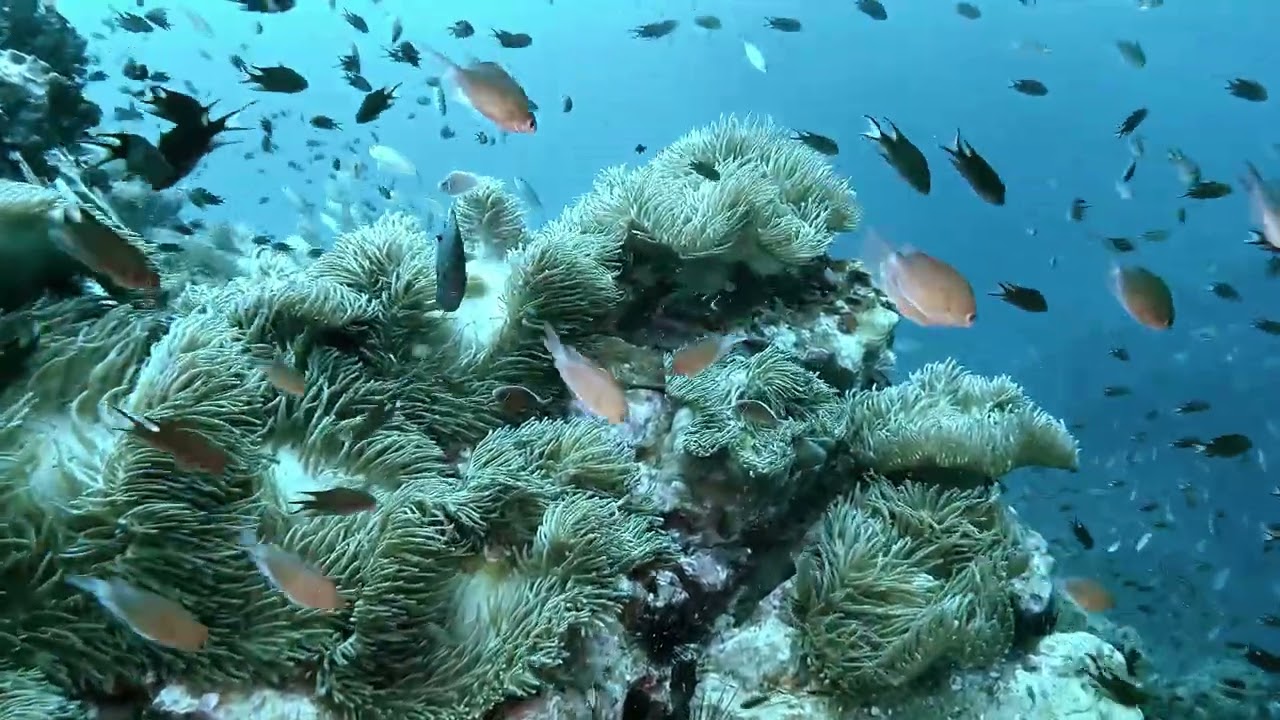 Koh Tao - May 2025