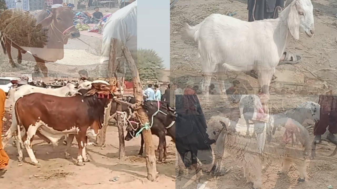 The most beautiful animals @Aj raat es video py 2M views ayege#villagelife #aniamls #viralvideo 