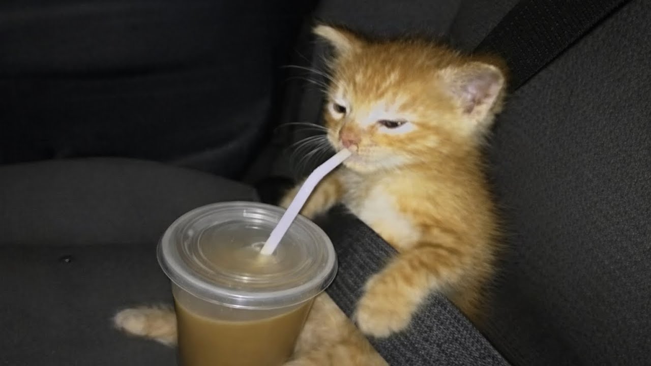 “Cats not using their brains at all.”#cat #funny 