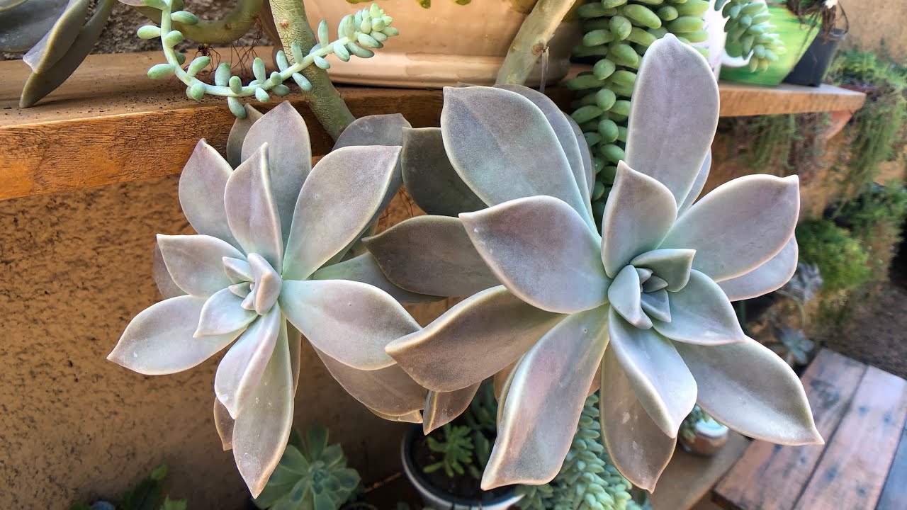 2 SUCULENTAS de SOl Graptopetalum Paraguayense e Vitor kane - Diferença e cultivo