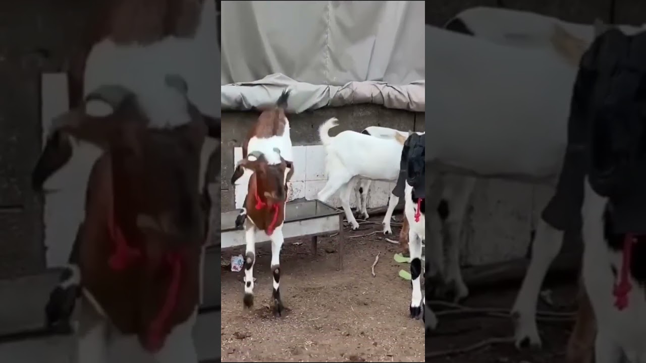 Ghazipur Bakra Mandi 2025 | Delhi's Biggest Eid-ul-Adha Goat Market #eiduladha #bakramandi #vlog
