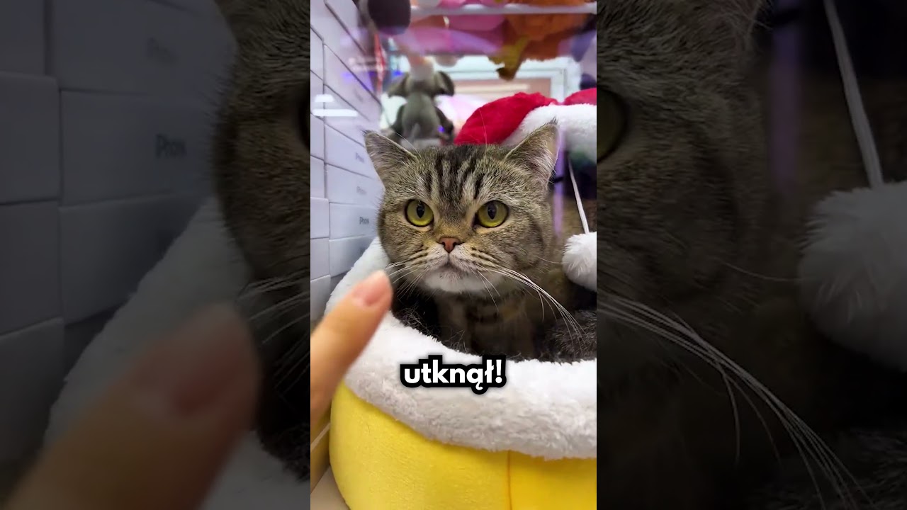 Wpakował Się Do Automatu Z Nagrodami!🙀