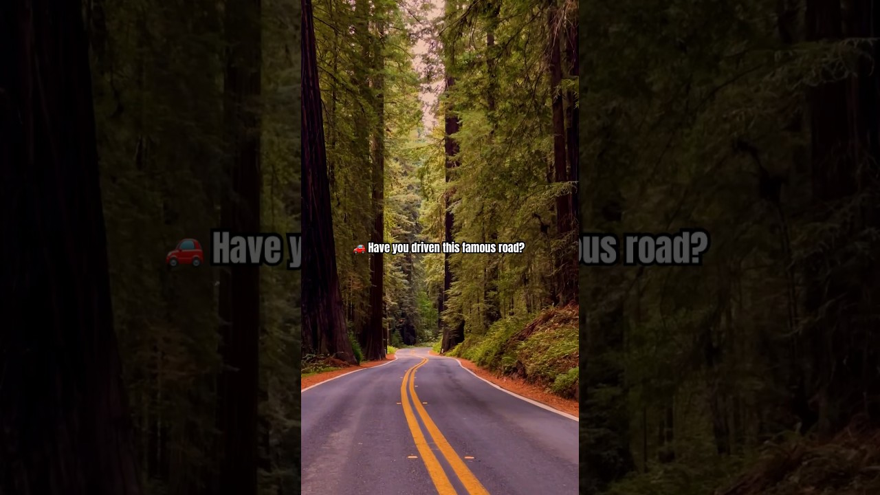 Redwood National and State Parks | Avenue of the Giants 🌲 California