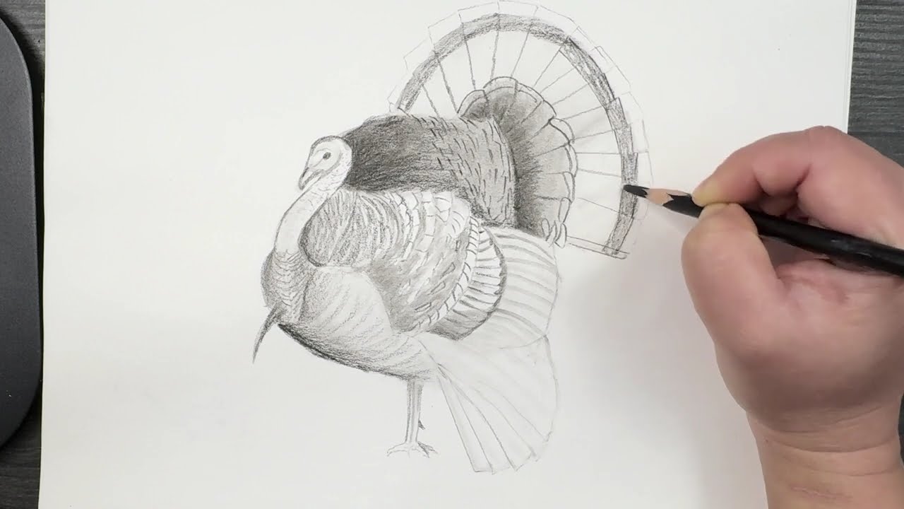 How To Draw A Turkey 
