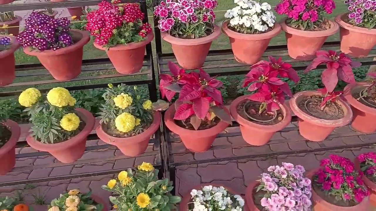 homegardening​ #flowergarden​ #naturalflowers​ #nature​ #gardening​ #gardenflowers​ #beautifulflower