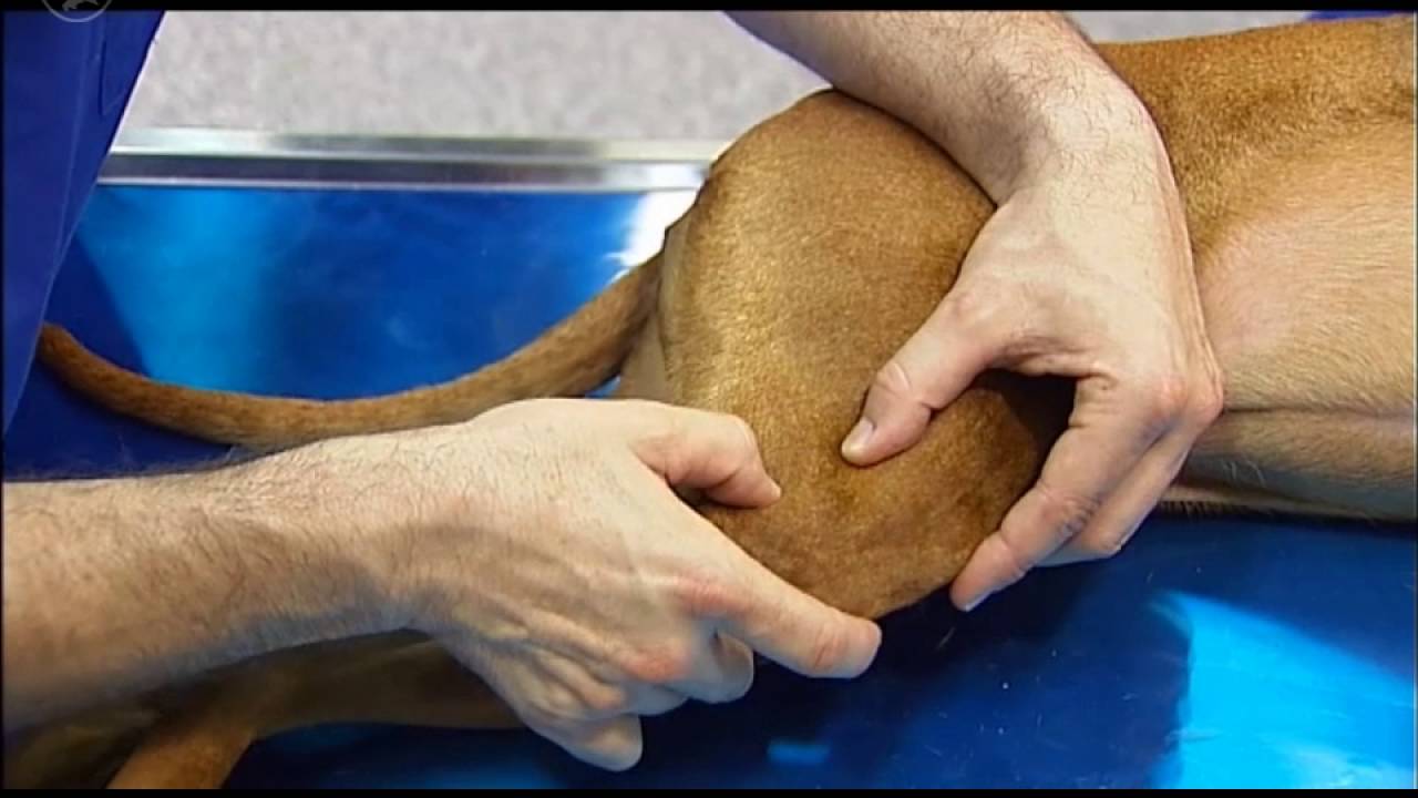 Untersuchung der Hintergliedmaße am liegenden Hund – Das Kniegelenk