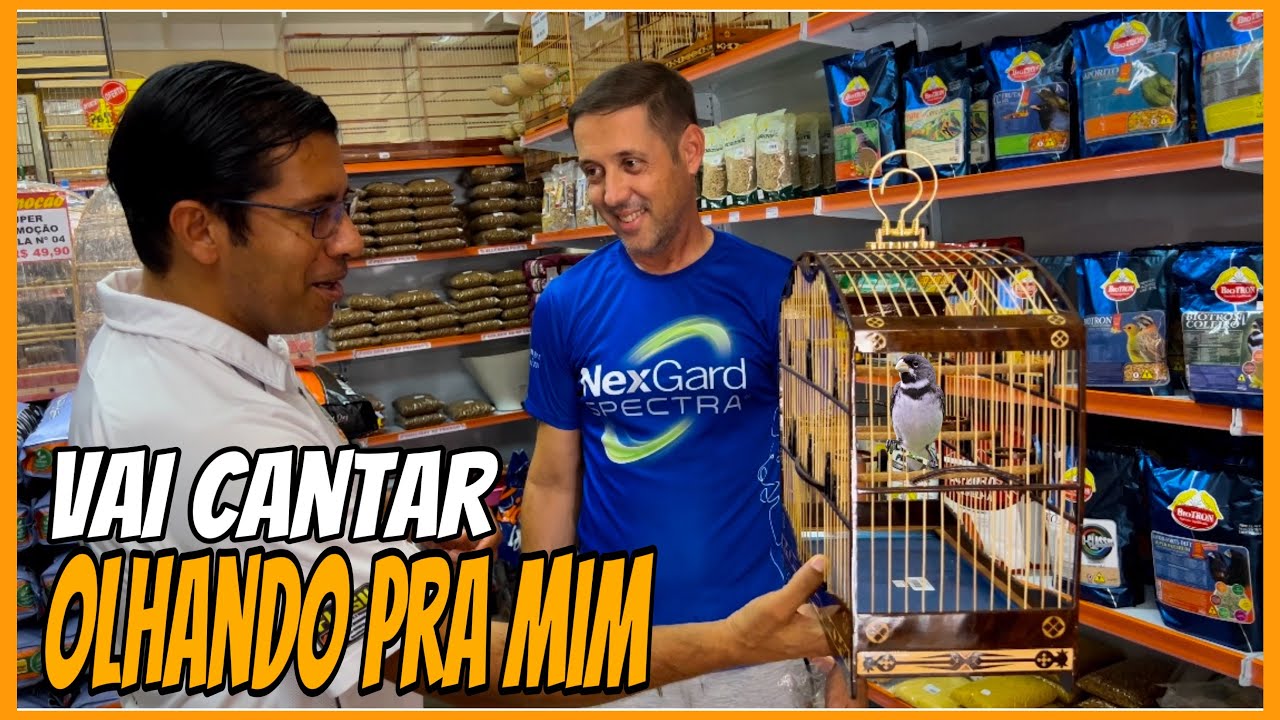 EMPOLEIRAMENTO QUAL USAR PARA COLEIRO PAPA-CAPIM DE TORNEIO (RODA)