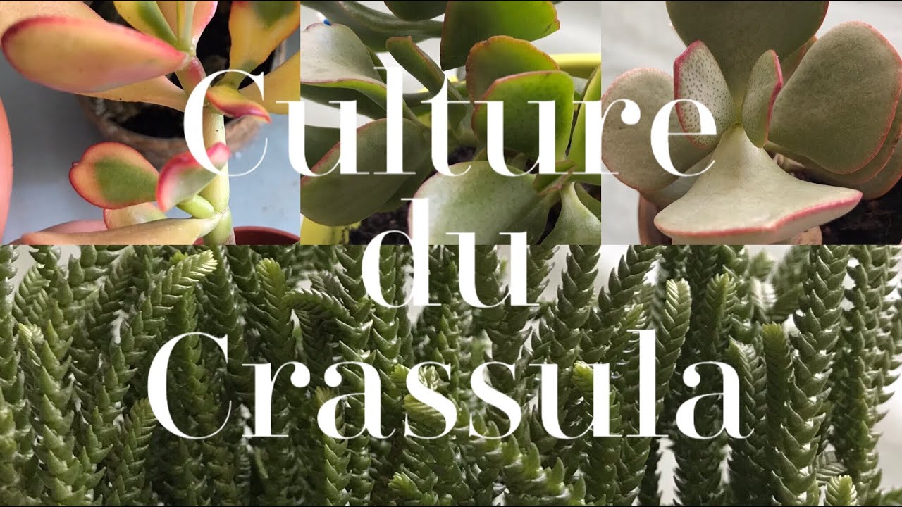 🌵LE CRASSULA : Mes conseils d'Entretien | PLANTE SUCCULENTE