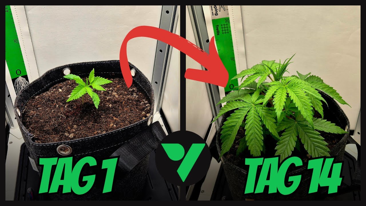 Smart G&auml;rtnern mit der VGrow &ndash; Zeitraffer + Probleme + Tipps 🌿📊