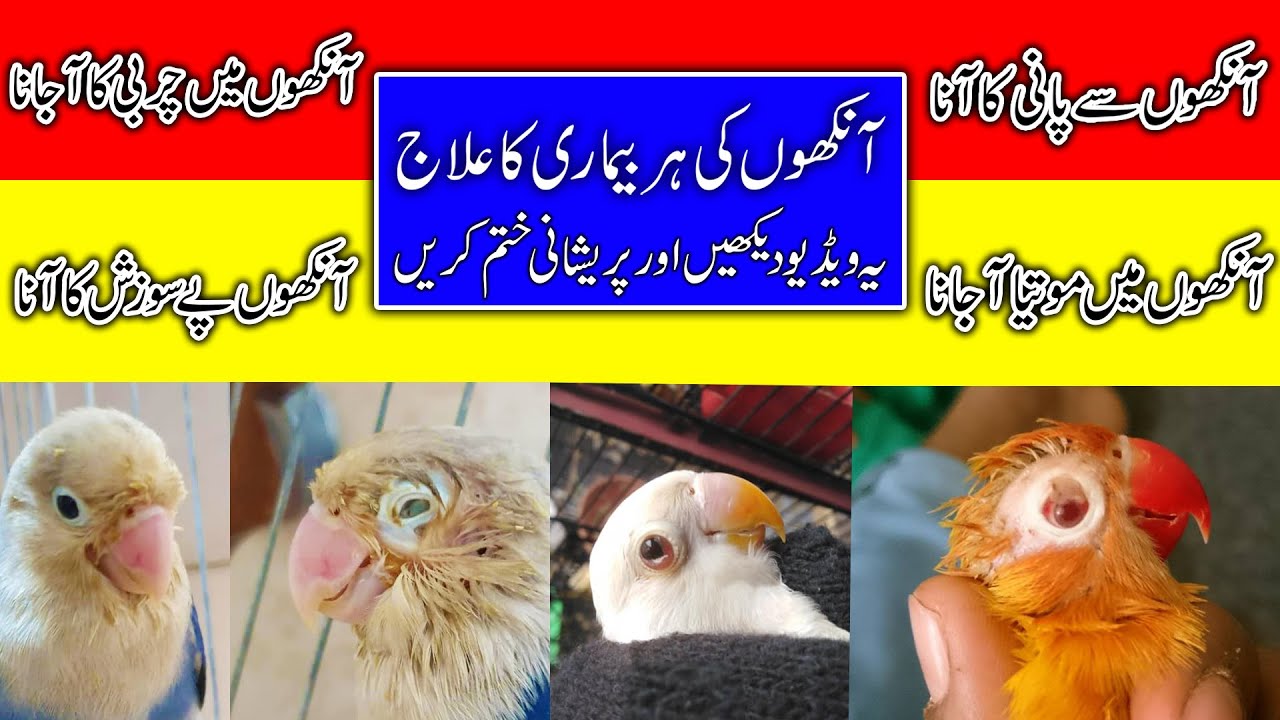 Love Bird Eyes Infection | Lovebird ki eyes ka ilaj | Lovebird Eyes Problem | Lovebird Pox Treatment