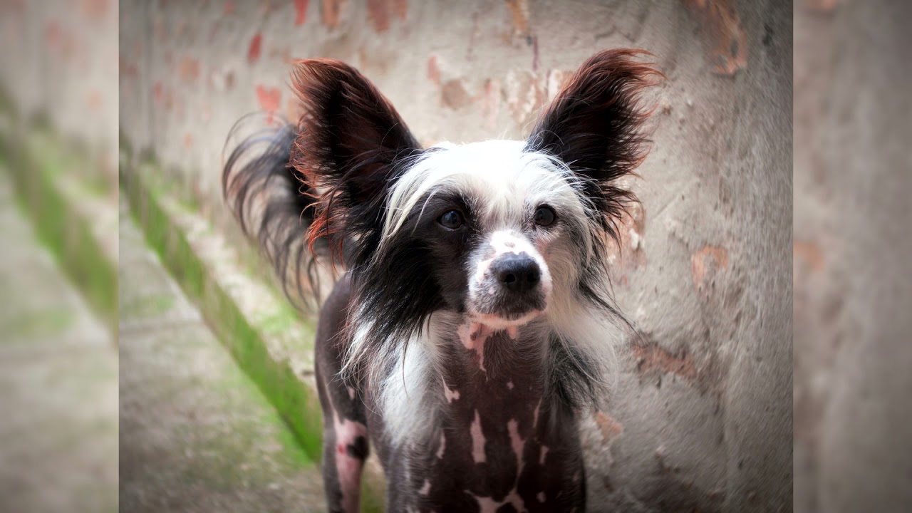 Chien chinois à crête. Avantages et inconvénients, Prix, Comment choisir, Faits, Soins, Histoire