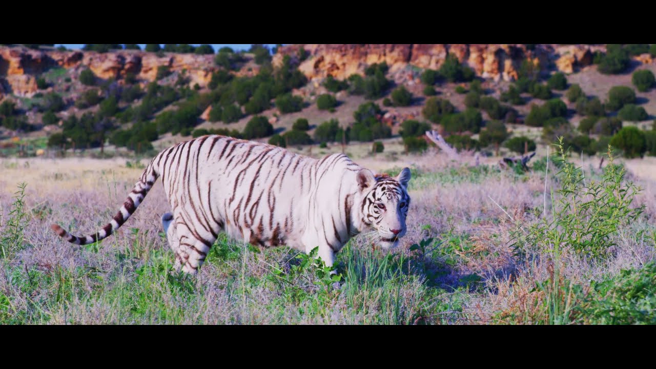 Tiger King Park Rescues
