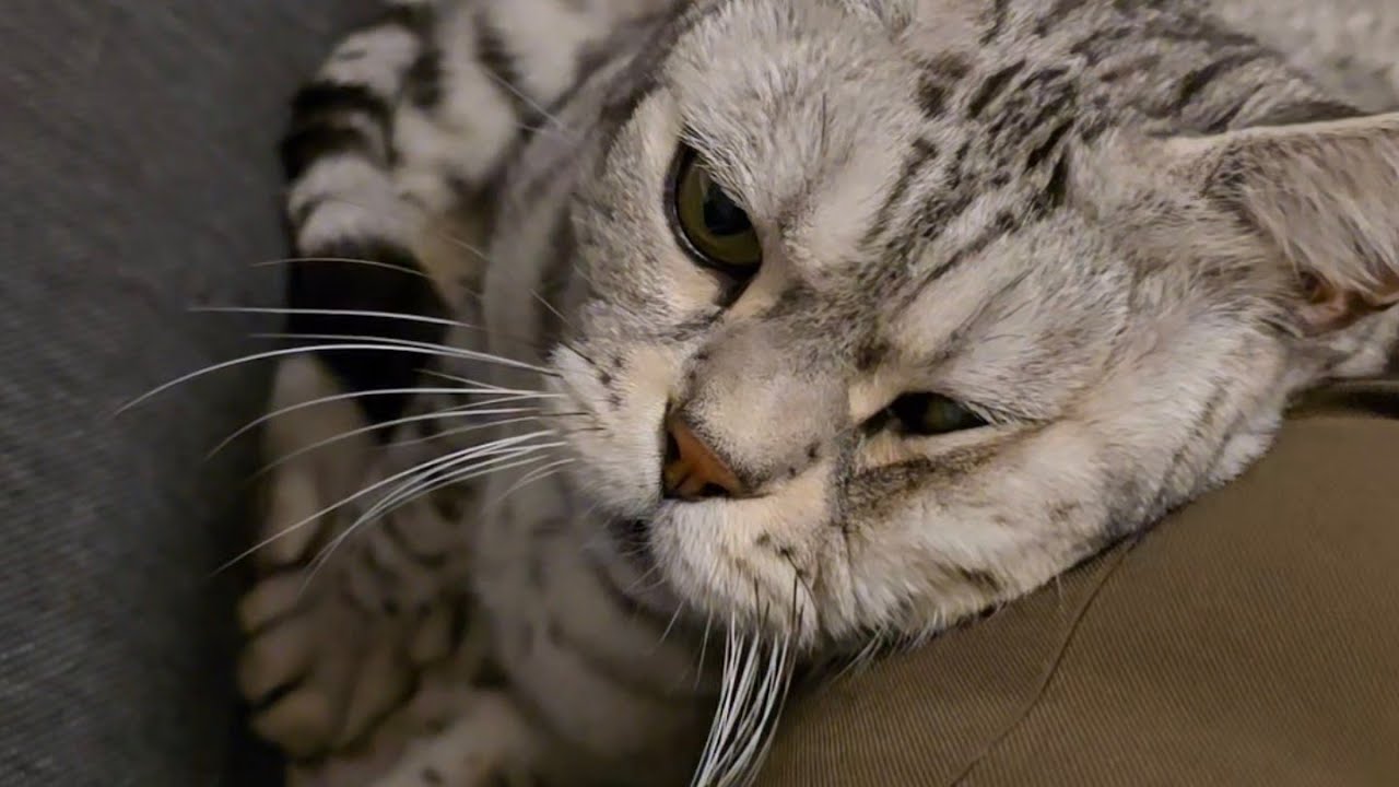 Meine Katzen zwingen mich Schokolade zu essen! 😭