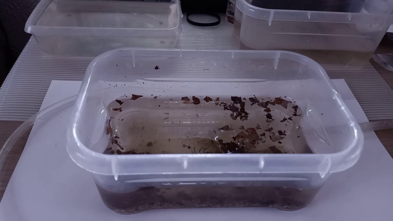 Triops | Hatchery Transferring (acclimating)+Hatchery refresh method by Triassic Park Triops