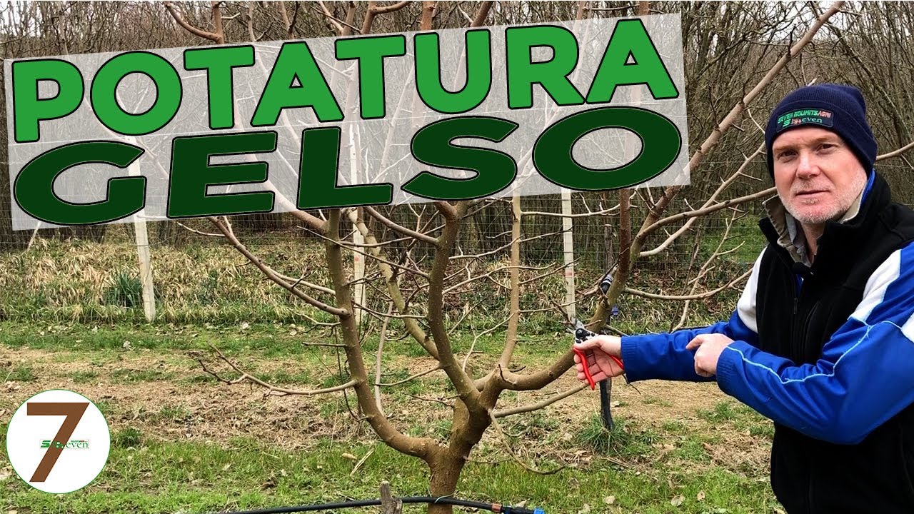 Potatura del Gelso, potare il gelso ogni anno perch&eacute;?