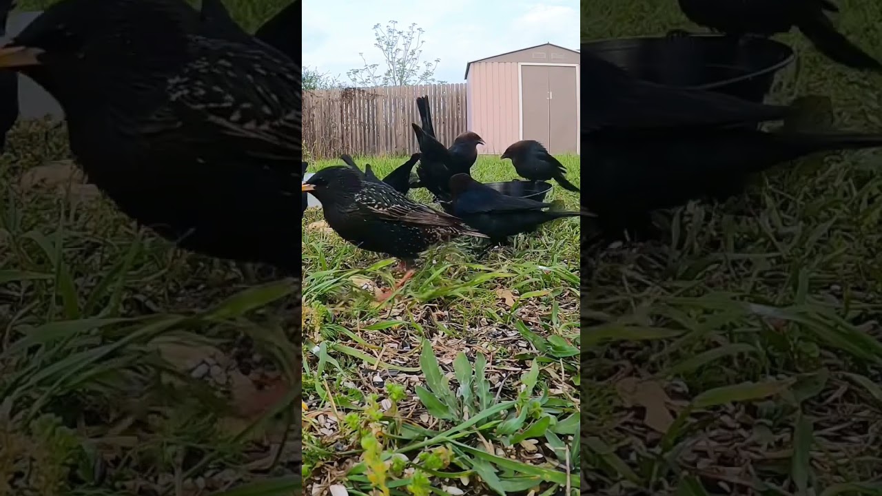 Look how weird starlings eat. + cowbird party #nature #birds #birdseating #birdcam