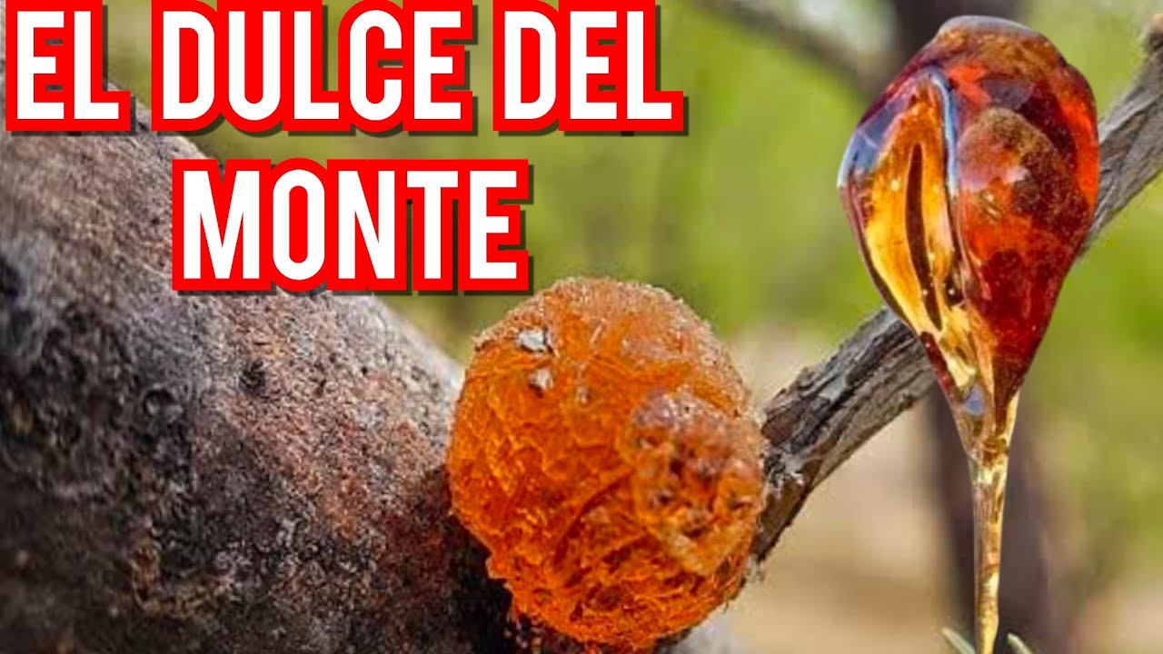 LA CHUCATA DE MEZQUITE el dulce del desierto